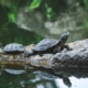 Terrapins.