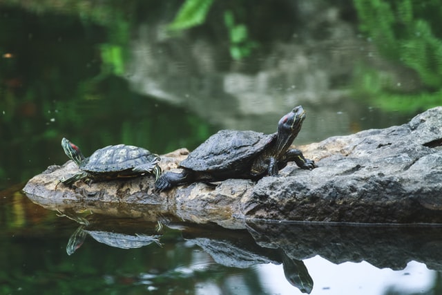 Terrapins. 