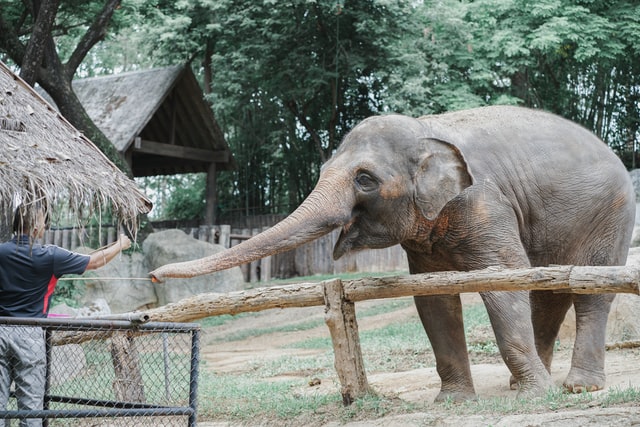 Dublin Zoo. 